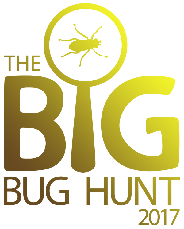 The Big Bug Hunt