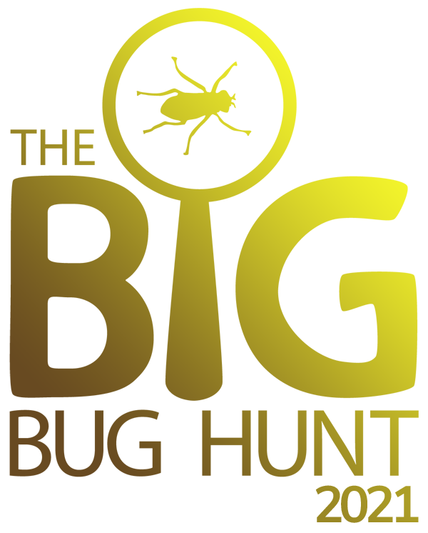 The Big Bug Hunt